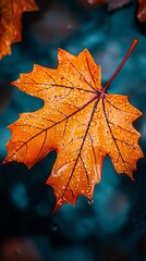 Wall Mural - A close up of a leaf with water droplets on it