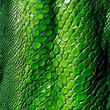 © VISUAL BACKGROUND - A close up of a green snake skin texture