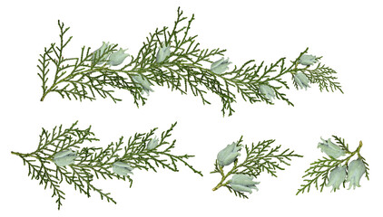 Wall Mural - garland of thuja branches, collage. set of platycladus orientalis thuja branches with cones isolated