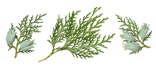 Wall Mural - a set of platycladus orientalis thuja branches with cones isolated on a white background. design ele