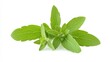 © studio clever - Fresh Marjoram Leaves on White Background Generative AI