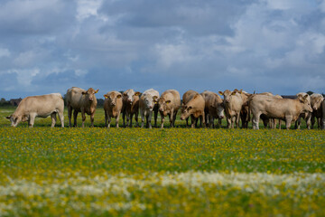 Dairy cows. Cow at meadow. Cattle in grass field. Cow in grassy pasture. Cow in the countryside. Cows graze on summer meadow. Rural landscapes with cows. Cows in a pasture. Cattle cow grazing on