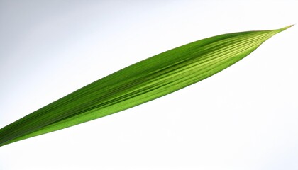 the leaf pennisetum purpureum sheath is large long and the two edges of the sheath are not connected