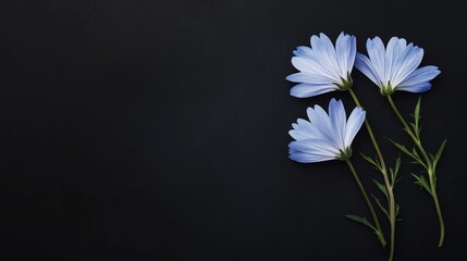 Wall Mural - Three delicate blue flowers arranged on a dark background, emphasizing their beauty.