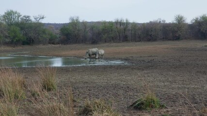 Wall Mural - africa , two rhino drinking water by the waterhole, dry savannah