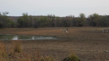 Wall Mural - africa ,zebra walking by the waterhole joining the ,herd grazing and walking by the dry savannah