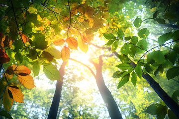 Poster - Sunlight peeks through varied, colorful leaves in a lush forest, creating a vibrant and dynamic display of nature's beauty and the changing seasons in a picturesque scene.