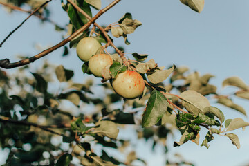 Apple tree branch with ripe yellow with red apples at sunny summer day in the fruit garden