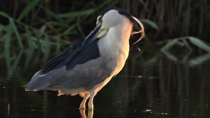 Wall Mural - Black-crowned Night Heron, Nycticorax nycticorax. Also known as black-capped night-heron. Slow motion. The bird is cleaning its feathers. Close up.