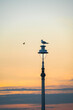 Seagull at sunset in Hove