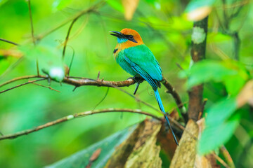 Broad-billed Motmot, Electron platyrhynchum, portrait of nice big bird wild nature, beautiful coloured forest background, art view, Costa Rica. Nice big bird, wild nature, tropic. Green vegetation.