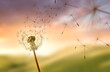 © James Thew - Dandelion Seeds Blowing In The Wind, change and growth concept.