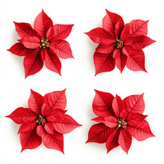 set of bright red poinsettia flowers on white background