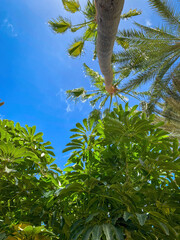 Low angle view of palm tree and schefflera plant against blue sky