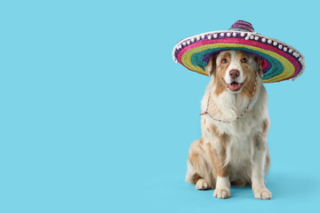 Cute Australian Shepherd dog in sombrero on blue background