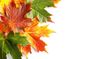 colorful leaves with white background