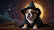 © Arief - a bulldog puppy dressed in a wizard robe and hat