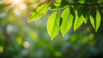 Wall Mural - Sun-kissed vibrant green leaves with soft bokeh, embodying the tranquility and freshness of a serene morning.