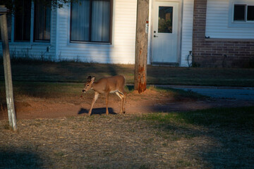 deer in the park