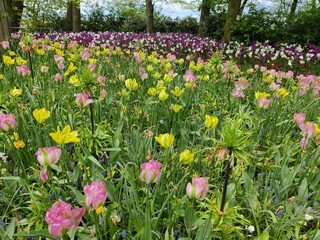 Beautiful colorful flowers blooming in spring