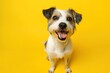 © miss irine - Andalusian ratonero dog on yellow background. Close-up of adorable purebred canine with charming expression. Friendly, curious dog breed with beautiful colors. Spanish companion animal with sweet,