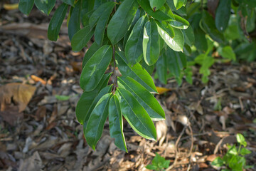 Soursop leaves are a natural ingredient in traditional alternative medicine