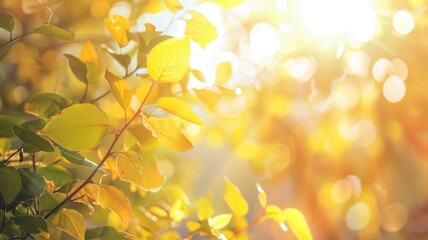 Wall Mural - sunlight filtering through green leaves on tree