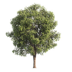 single tree isolated on transparent background. big old tree with green leaves stands alone on white