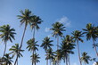 © catahula - Coconut palm trees against the blue cloudy sky