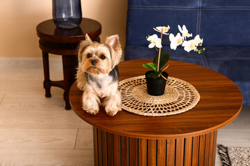 Canvas Print - Cute small Yorkshire terrier dog sitting on wooden table in living room