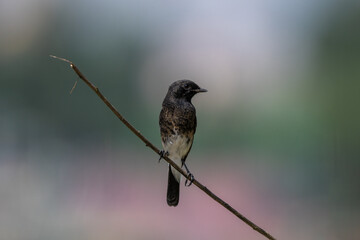 Wall Mural - Pied Buch Chat (Saxicola caprata) perched clear background shot. The pied bush chat is a small passerine bird.