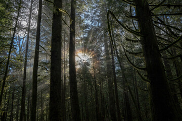 Sun ray through trees