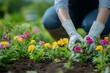 © Downloads - A gardener carefully and meticulously tending to a lush,colorful flower bed,nurturing each plant with great care and attention. The bright.