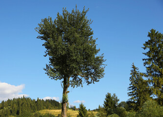 Beautiful trees growing outdoors against blue sky