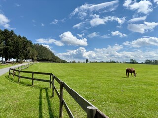 Green pasture with horse in distance blue sky