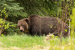 © Scalia Media - Wild grizzly bear (Ursus arctos horribilis) seen in Jasper National Park during summer time while foraging, eating on the side of the highway. Green, natural, flora background.