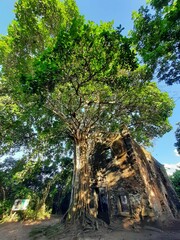 ruins and tree in the forest