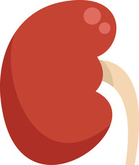 Canvas Print - Simple anatomical illustration of a kidney filtering blood in the urinary system