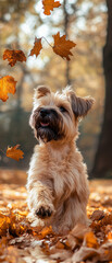 Sticker - Soft Coated Wheaten Terrier Dog Playing With Leaves in Autumn Park