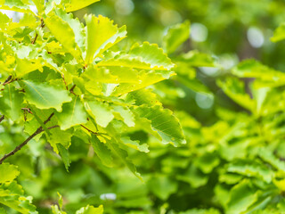 Oak branches with green and yellow leaves in autumn park.