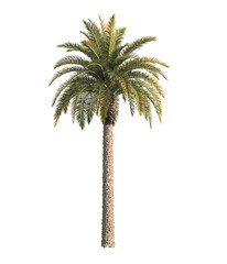 Wall Mural - Single palm Tree isolated on transparent background. big old palm tree with green leaves stands alone on transparent background. palm tree on transparent background. side view of cutout palm tree.