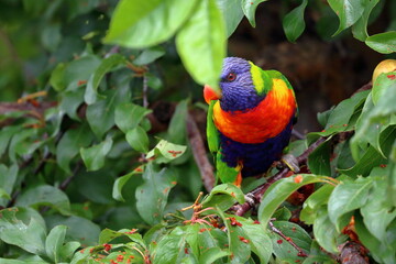 Poster - rainbow lorikeet