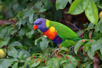 Poster - rainbow lorikeet