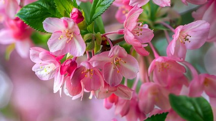 Wall Mural - Delicate pink blossoms bloom on a branch, showcasing the beauty of spring