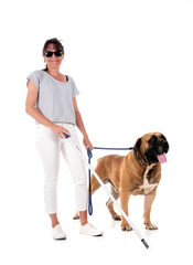 Wall Mural - Boerboel and woman in studio