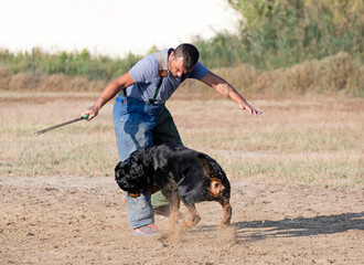 Wall Mural - training of rottweiler