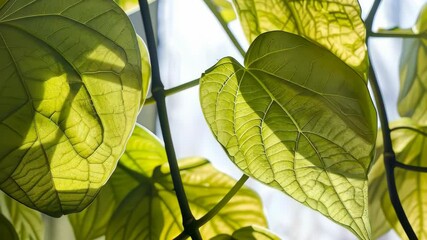 Poster - Sunlit leaves casting intricate shadows in natural indoor setting, showcasing vibrant green textures, 4k video