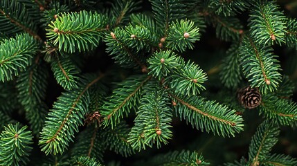 Wall Mural - festive christmas tree branches with ornaments and lights creating a holiday background
