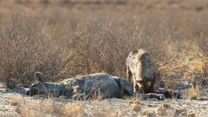 Wall Mural - spotted hyenas (crocuta crocuta) in natural habitat, kalahari desert, south africa