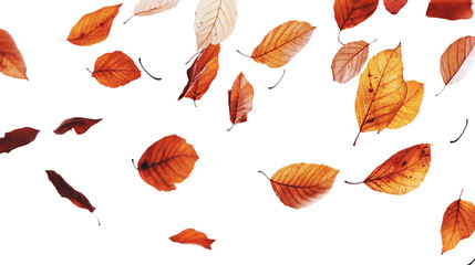 A white background with a lot of orange leaves flying in the air